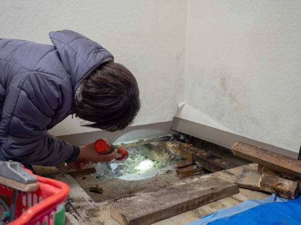 Best Real Estate Mold Inspection  in Logan, NM