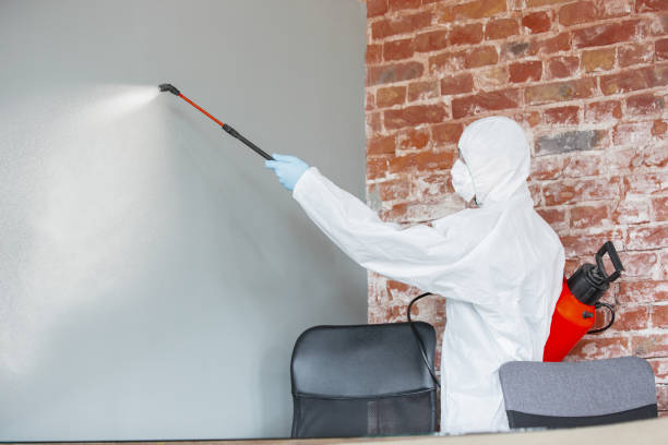Professional Mold Removal in Logan, NM
