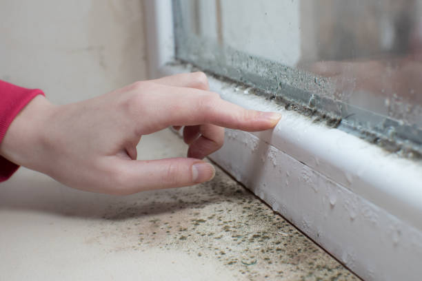Best Attic Mold Removal  in Logan, NM